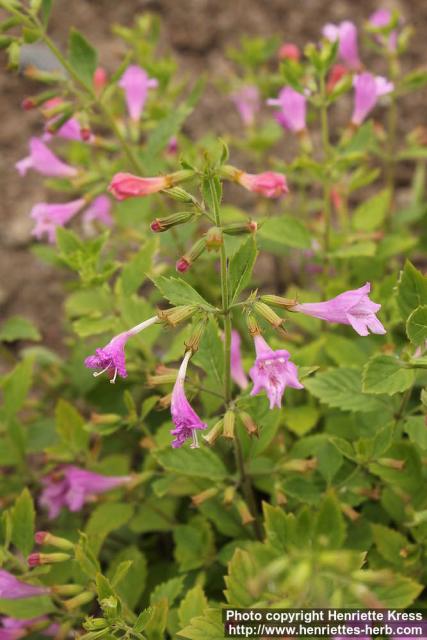 Photo: Clinopodium grandiflorum 11.