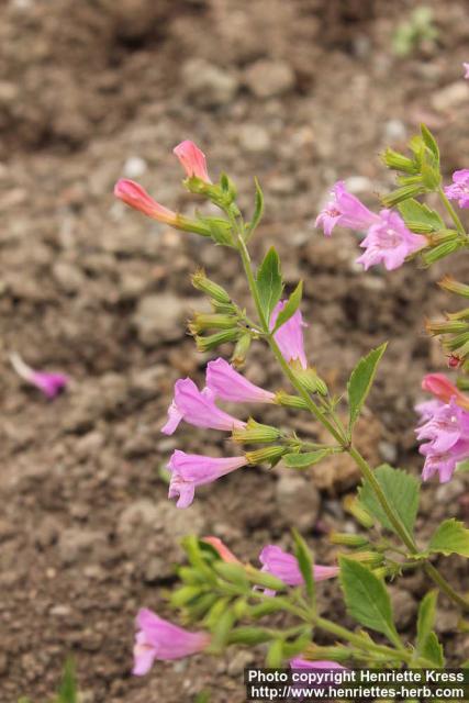 Photo: Clinopodium grandiflorum 12.