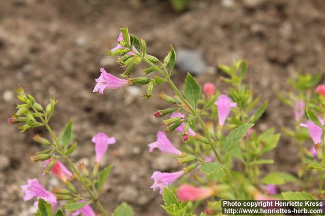 Photo: Clinopodium grandiflorum 13.