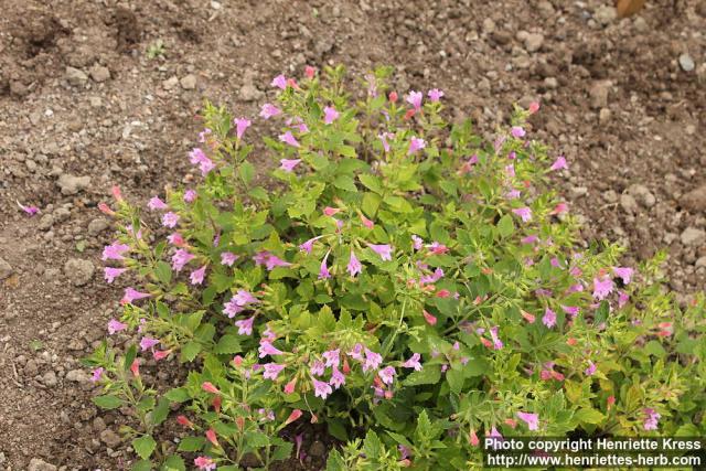 Photo: Clinopodium grandiflorum 14.