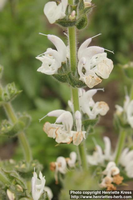 Photo: Salvia argentea 4.