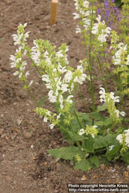 Photo: Salvia pratensis 0.