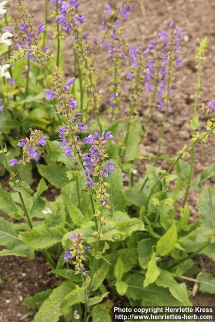 Photo: Salvia pratensis 1.