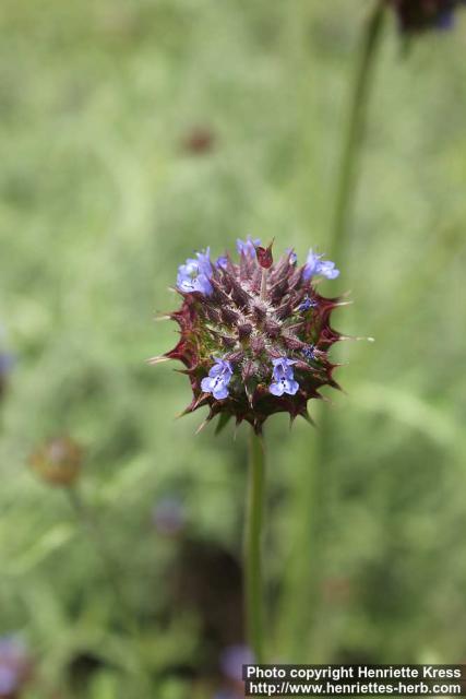 Photo: Salvia columbariae 3.