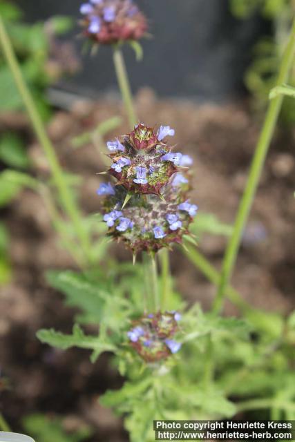 Photo: Salvia columbariae 7.