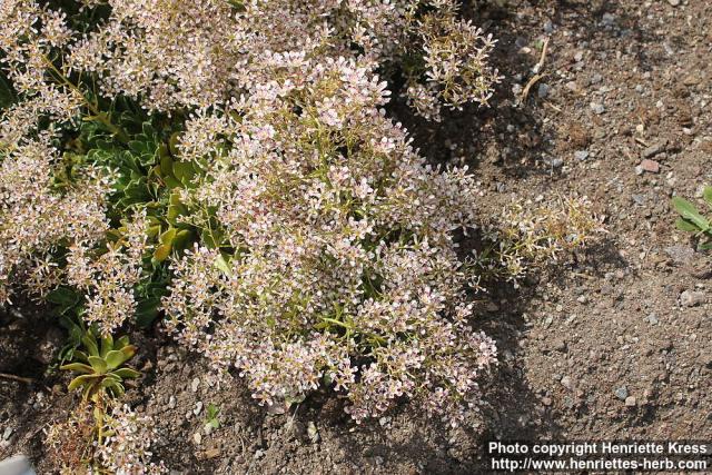 Photo: Saxifraga cotyledon 00.