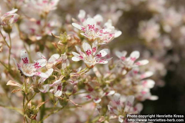 Photo: Saxifraga cotyledon 01.