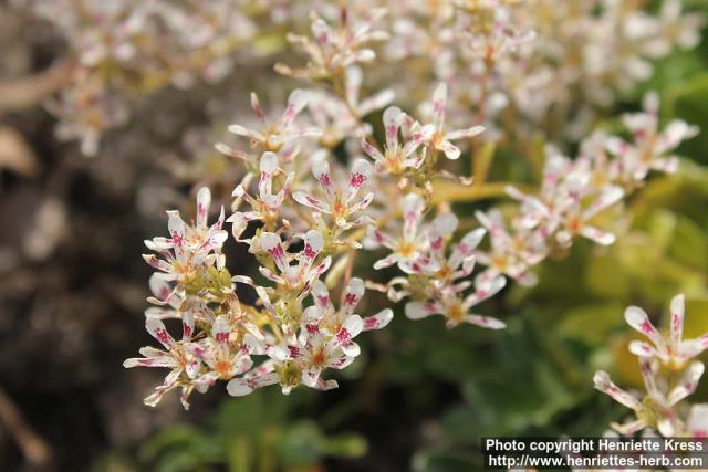 Photo: Saxifraga cotyledon 02.