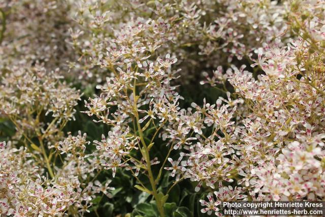 Photo: Saxifraga cotyledon 03.