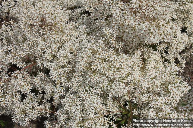 Photo: Saxifraga cotyledon 06.