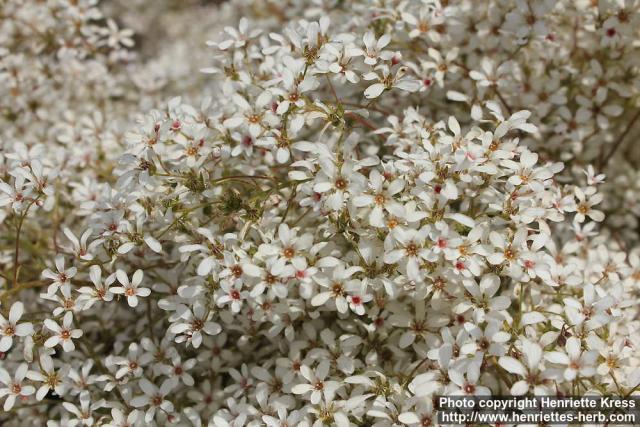 Photo: Saxifraga cotyledon 08.