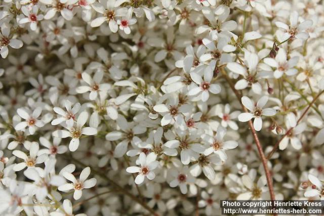 Photo: Saxifraga cotyledon 09.