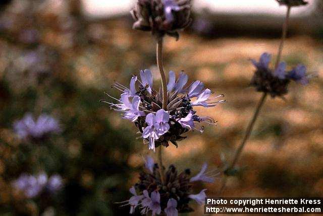 Photo: Salvia 1.