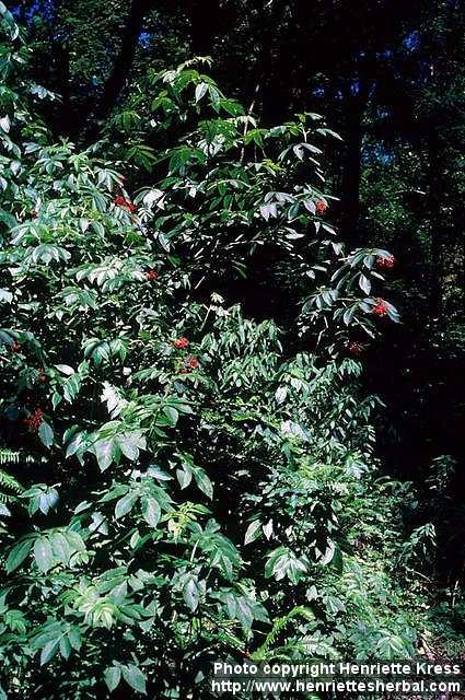 Photo: Sambucus racemosa 4.