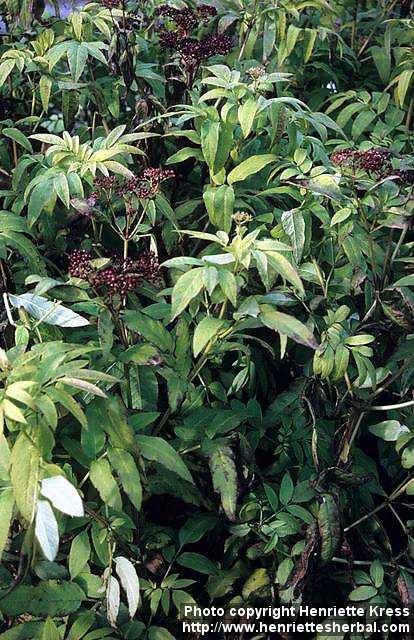 Photo: Sambucus ebulus 2.