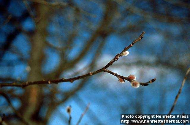 Photo: Salix 3.