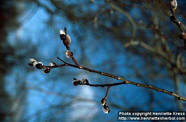 Photo: Salix 4.