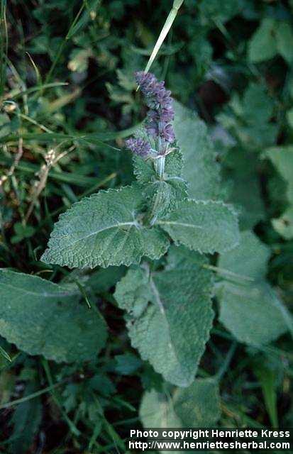 Photo: Salvia verticillata.