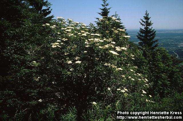 Photo: Sambucus nigra 4.