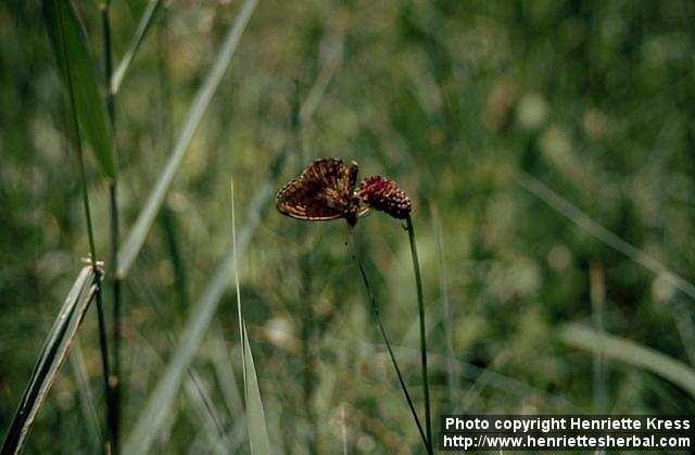 Photo: Sanguisorba officinalis 2.