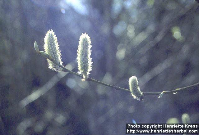 Photo: Salix 1.