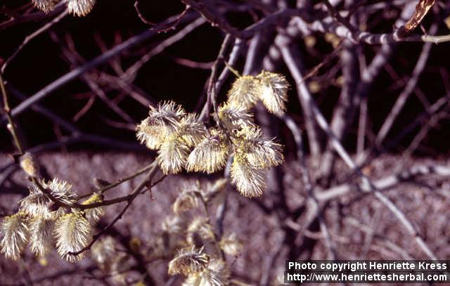 Photo: Salix 11.