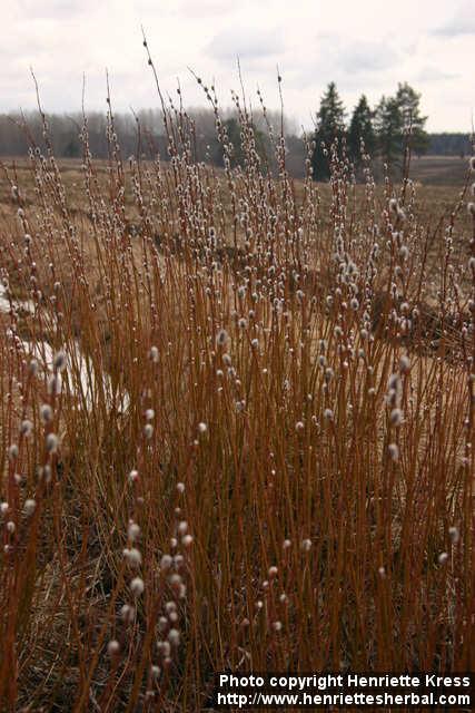 Photo: Salix 12.