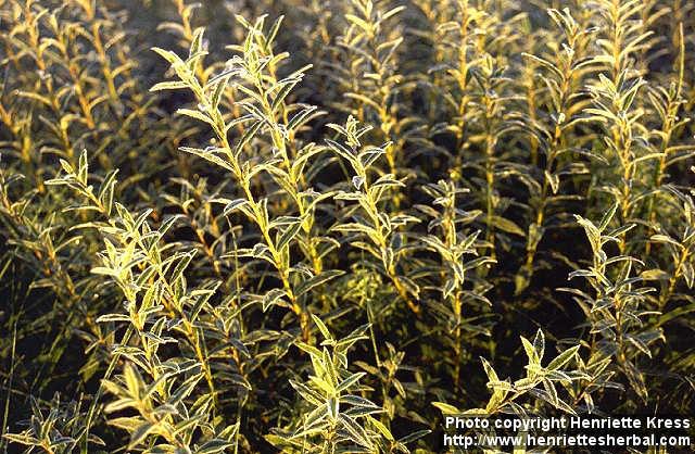 Photo: Salix 7.