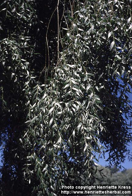 Photo: Salix alba 1.