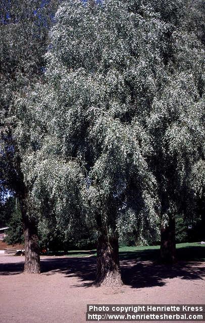 Photo: Salix alba 2.