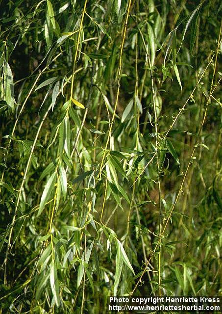 Photo: Salix babylonica 1.