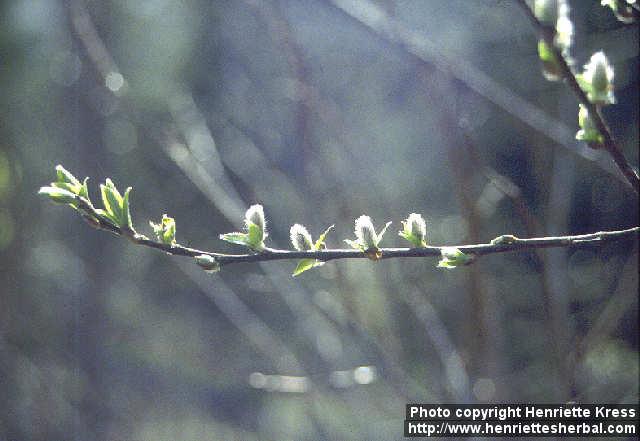 Photo: Salix.