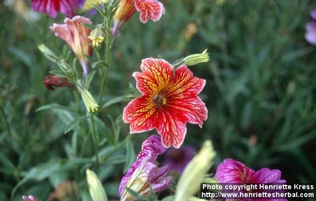 Photo: Salpiglossis sinuata 2.