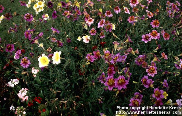 Photo: Salpiglossis sinuata.