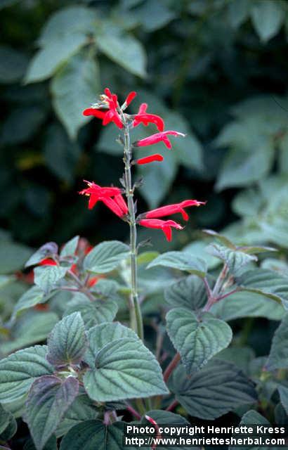 Photo: Salvia elegans 1.