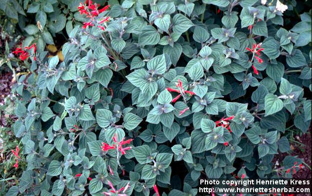 Photo: Salvia elegans.