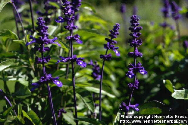 Photo: Salvia farinacea 1.