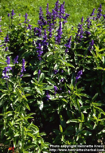 Photo: Salvia farinacea.