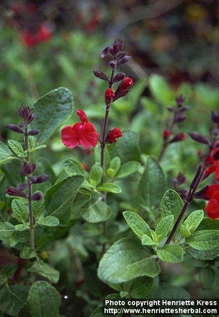 Photo: Salvia greggii 3.