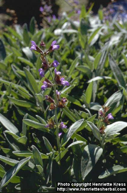 Photo: Salvia officinalis 2.