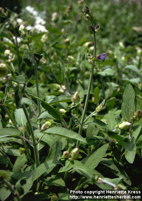 Photo: Salvia officinalis 7.