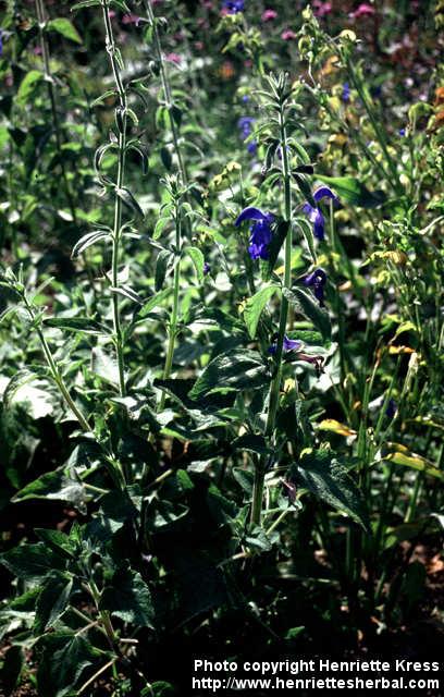 Photo: Salvia patens 2.