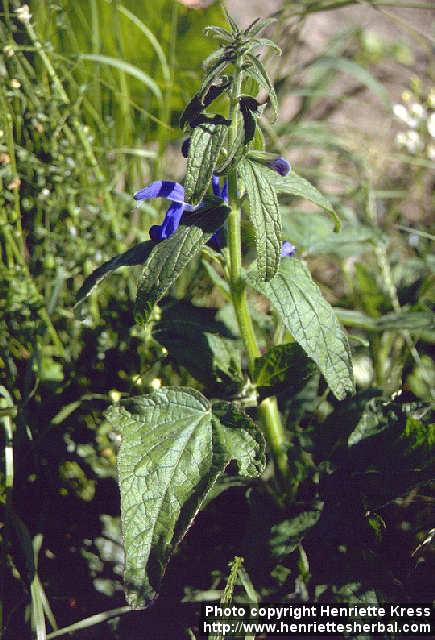 Photo: Salvia patens.