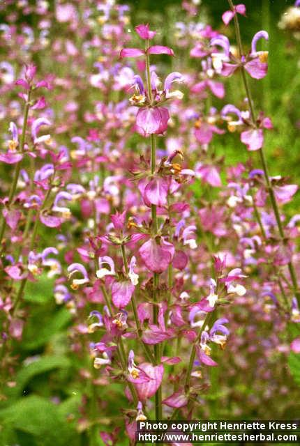 Photo: Salvia sclarea 2.