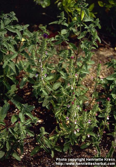 Photo: Salvia viridis 2.