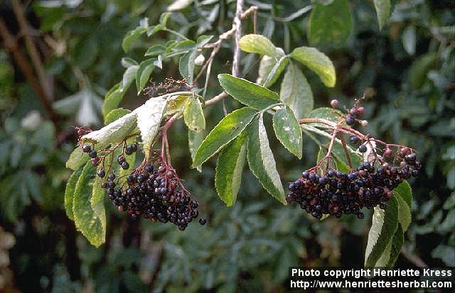 Photo: Sambucus nigra 1.