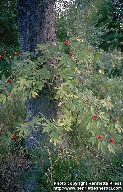 Photo: Sambucus racemosa 1.