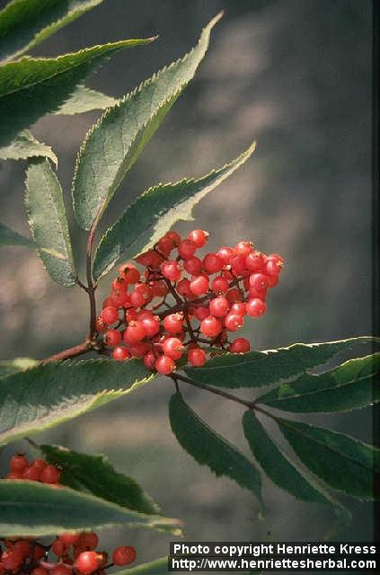 Photo: Sambucus racemosa 2.