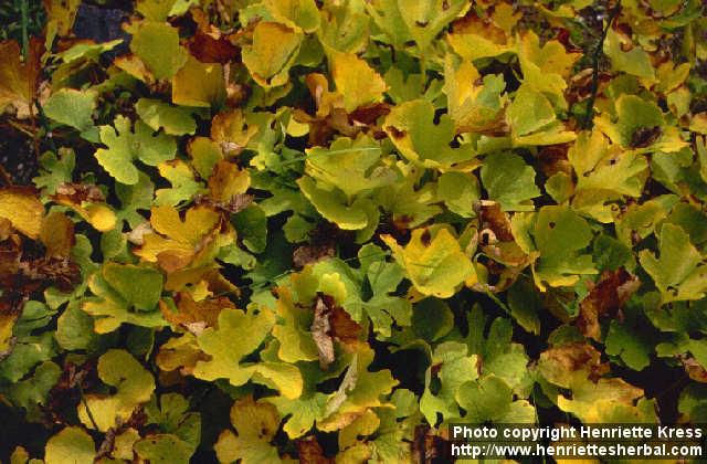 Photo: Sanguinaria canadensis 1.