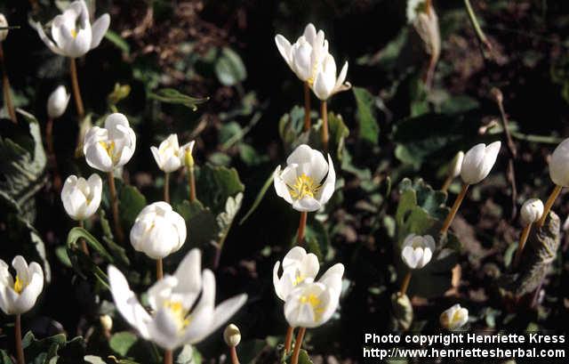 Photo: Sanguinaria canadensis 3.